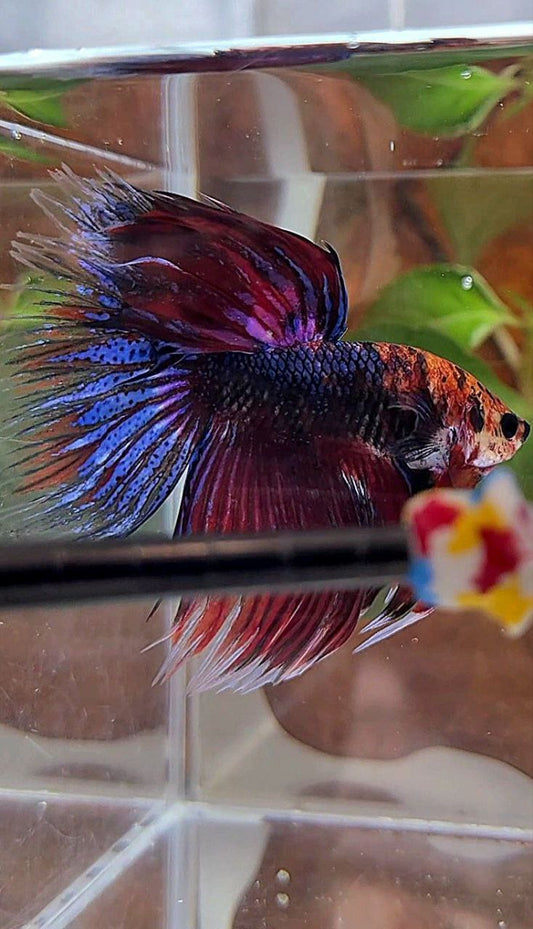 VEILTAIL DELTA DARK PURPLE MULTICOLOR BETTA FISH
