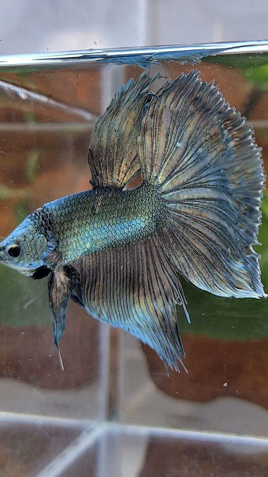 HALFMOON ROSETAIL COPPER ARMY BETTA FISH