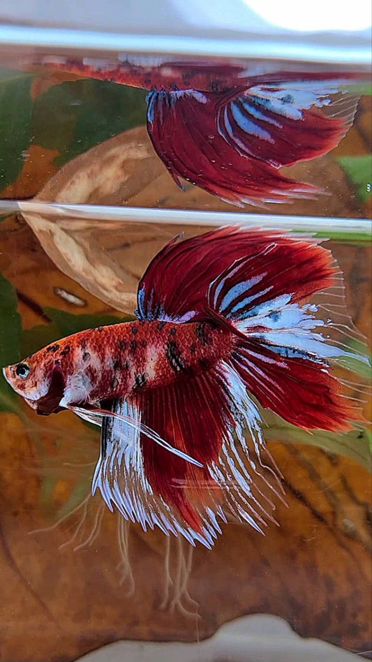 VEILTAIL DELTA RED KOI TIGER MULTICOLOR BETTA FISH