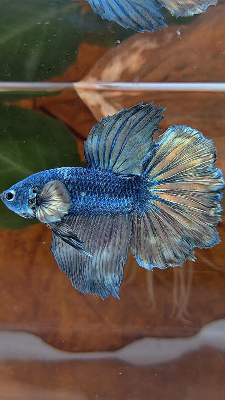 HALFMOON ROSETAIL COPPER ARMY BETTA FISH