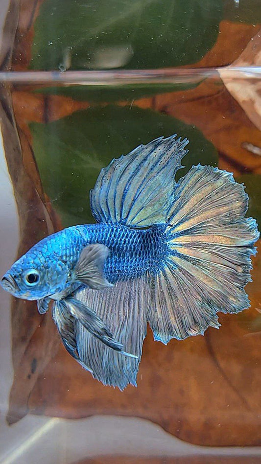 HALFMOON ROSETAIL COPPER ARMY BETTA FISH