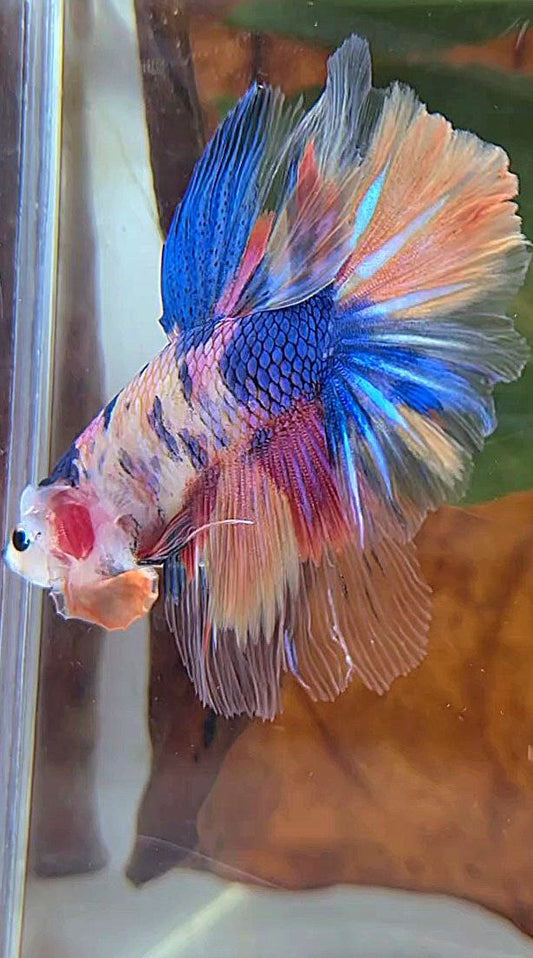 HALFMOON ROSETAIL PURPLE CANDY MULTICOLOR BETTA FISH