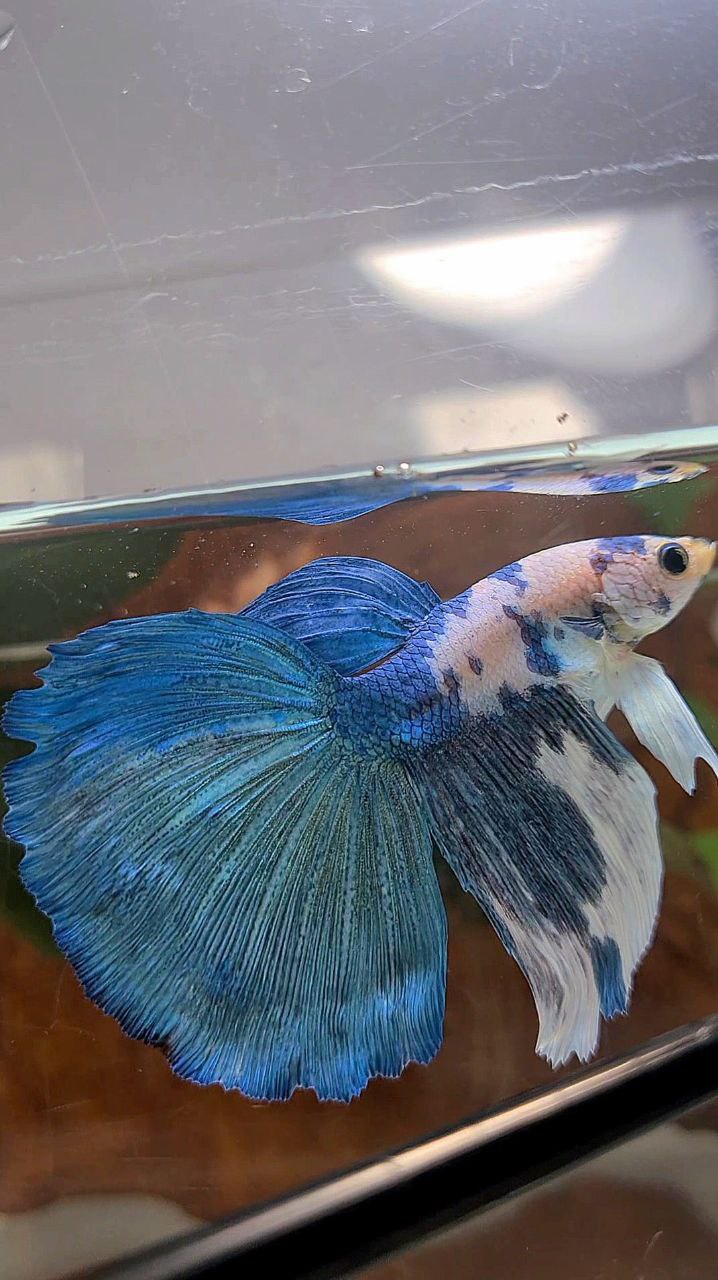 HALFMOON ROSETAIL BLUE MARBLE DOTS BETTA FISH