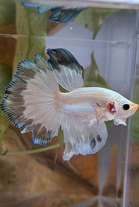 HALFMOON ROSETAIL COPPER RIM BUTTERFLY BETTA FISH