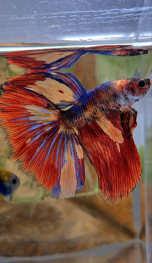 HALFMOON ROSETAIL FIRE MULTICOLOR BETTA FISH