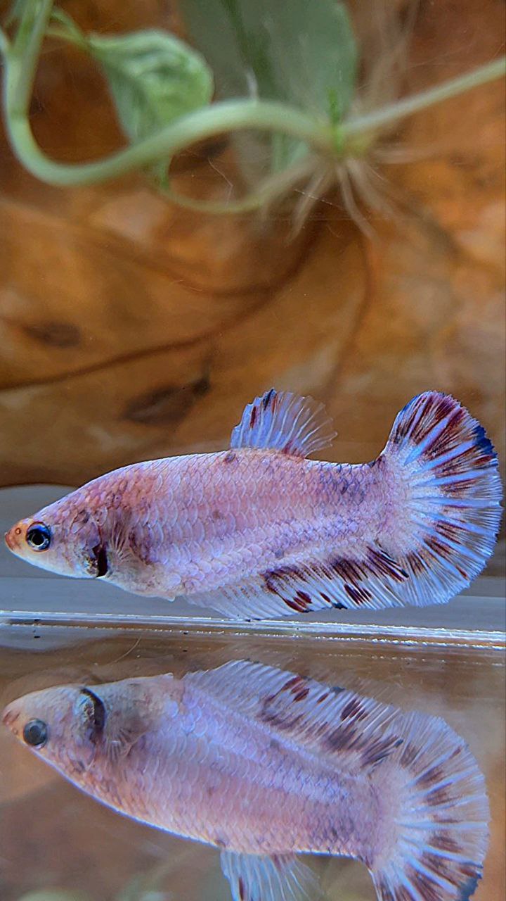 XL FEMALE PLAKAT WHITE RED PURPLE SPLASH BETTA FISH