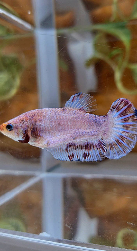 XL FEMALE PLAKAT WHITE RED PURPLE SPLASH BETTA FISH