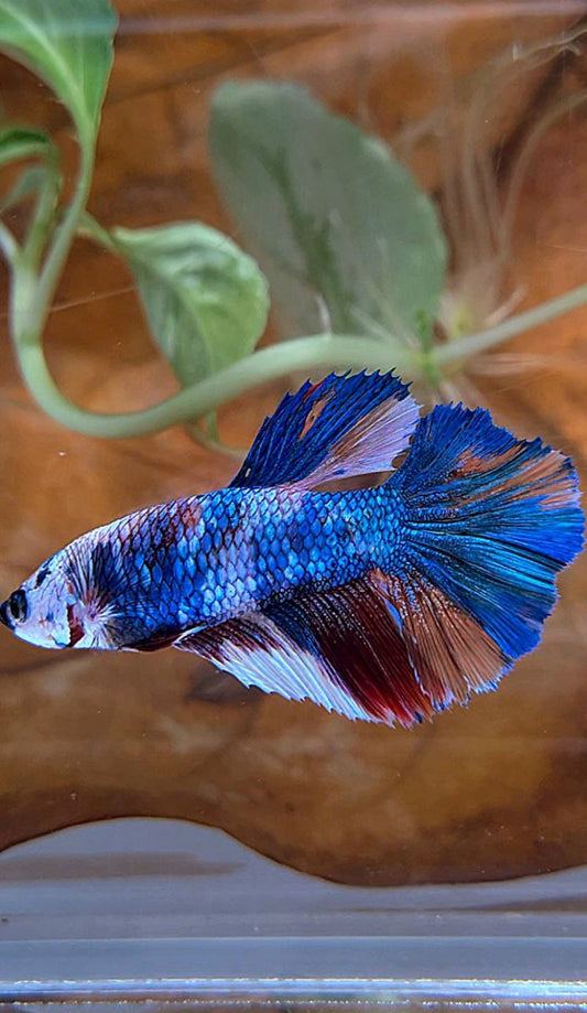 FEMALE HALFMOON ROSETAIL FANCY MARBLE MULTICOLOR BETTA FISH