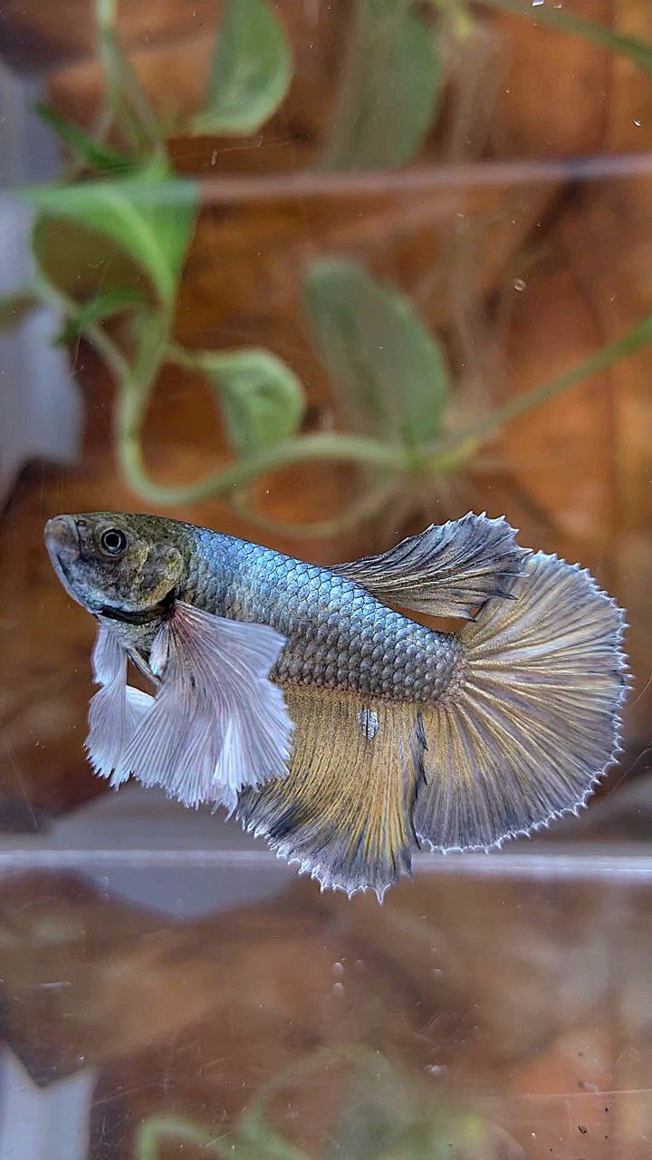 XL FEMALE HALFMOON SUPER DUMBO EAR COPPER YELLOW BETTA FISH
