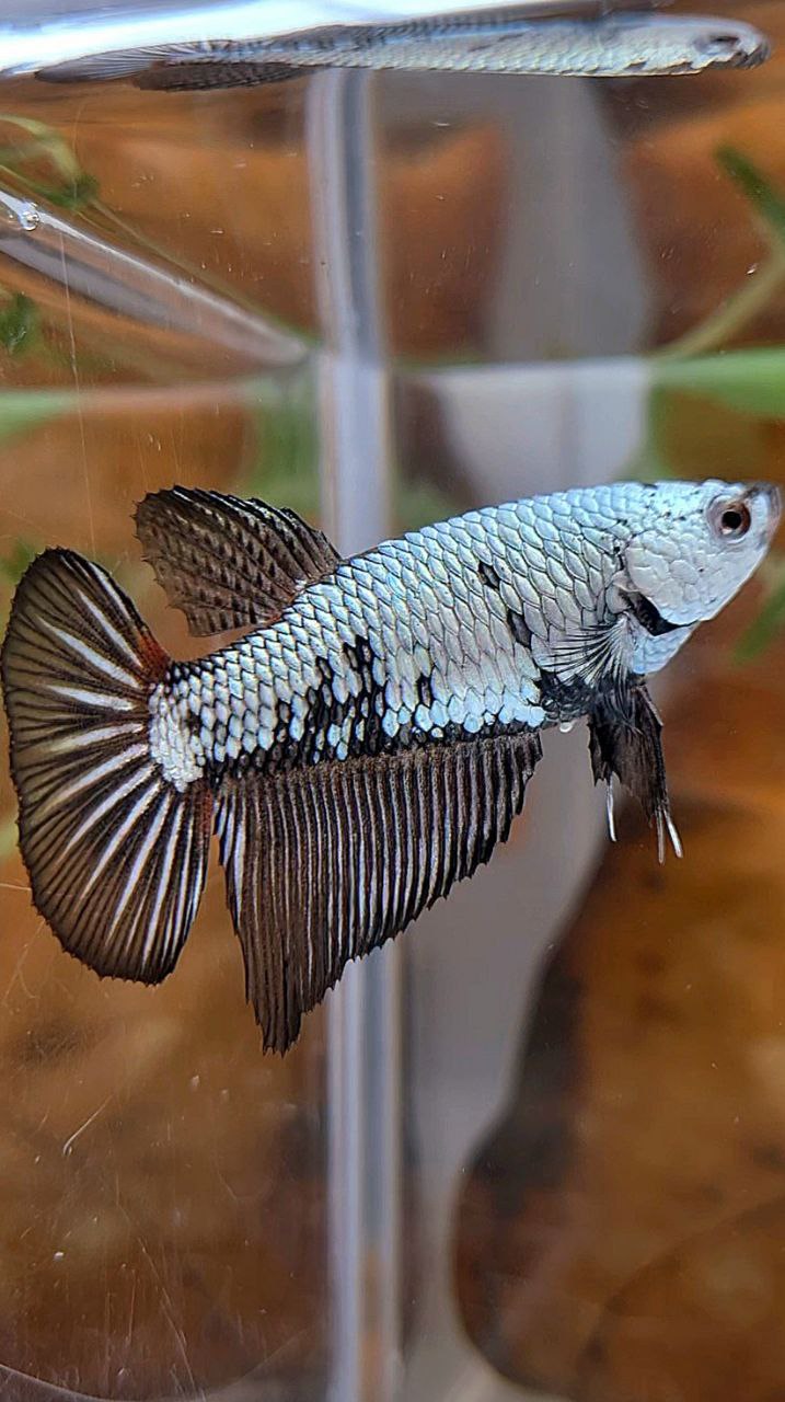 FEMALE HALFMOON BLACK SAMURAI COPPER BETTA FISH