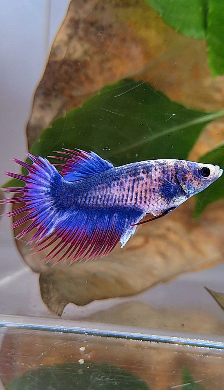 FEMALE CROWNTAIL PURPLE MASCOT BETTA FISH