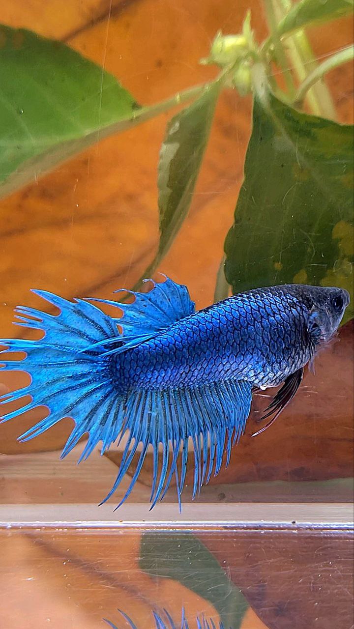 FEMALE KING CROWNTAIL BLUE BETTA FISH