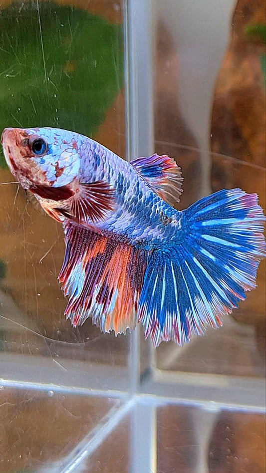 XL FEMALE HALFMOON ROSETAIL FANCY MARBLE BLUE MULTICOLOR BETTA FISH