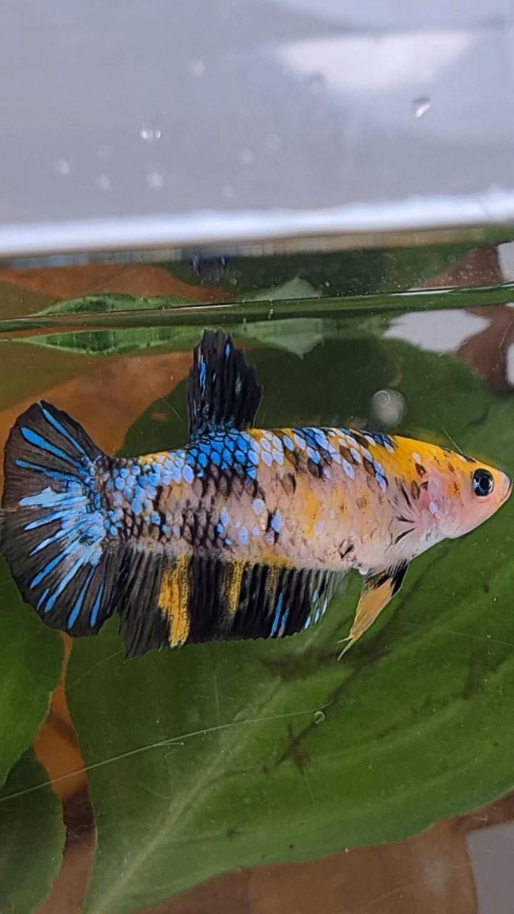 FEMALE PLAKAT BLACK YELLOW KOI MULTICOLOR BETTA FISH