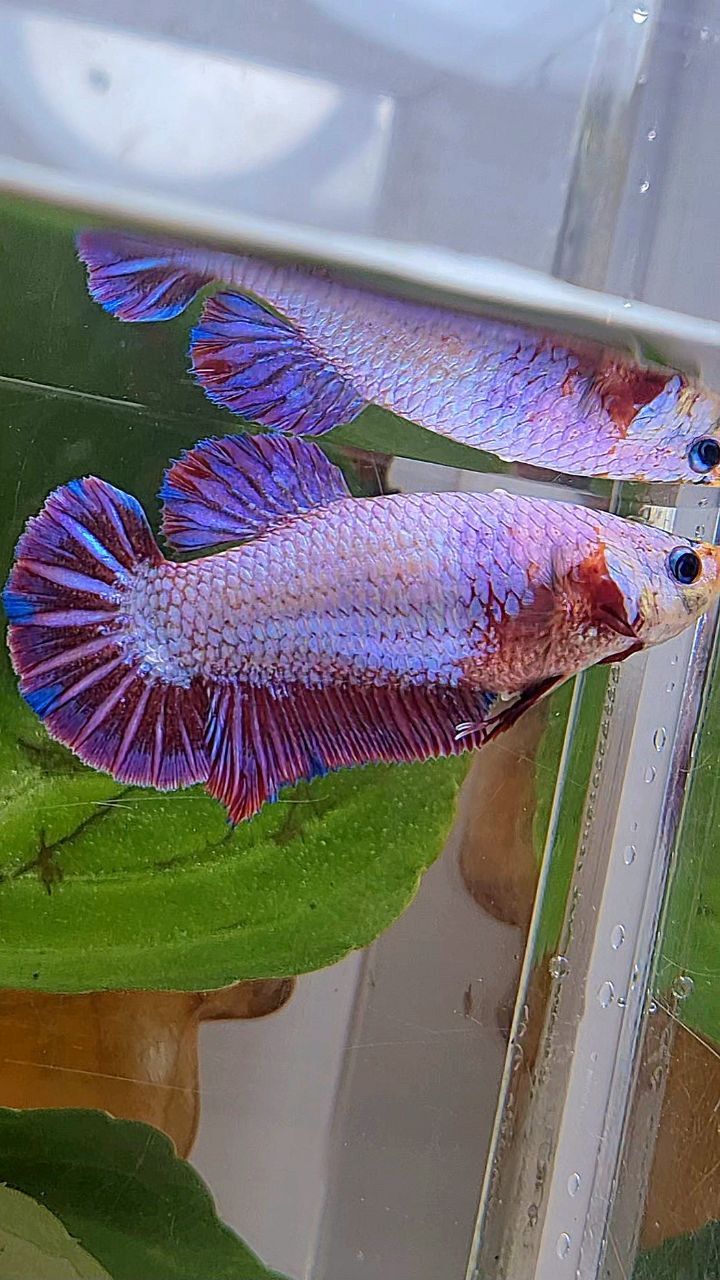XL FEMALE PLAKAT PURPLE FANCY BETTA FISH minus little warts