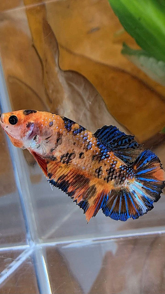 XL FEMALE PLAKAT ORANGE TIGER MULTICOLOR BETTA FISH
