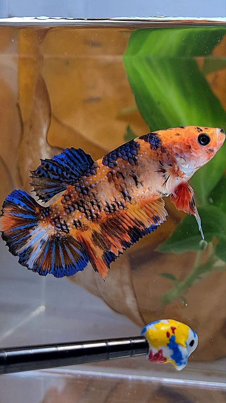XL FEMALE PLAKAT ORANGE TIGER MULTICOLOR BETTA FISH