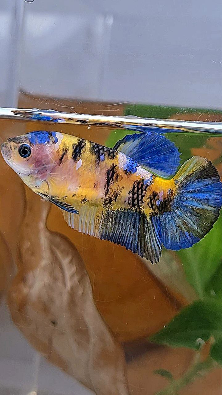FEMALE PLAKAT YELLOW KOI GALAXY MULTICOLOR BETTA FISH