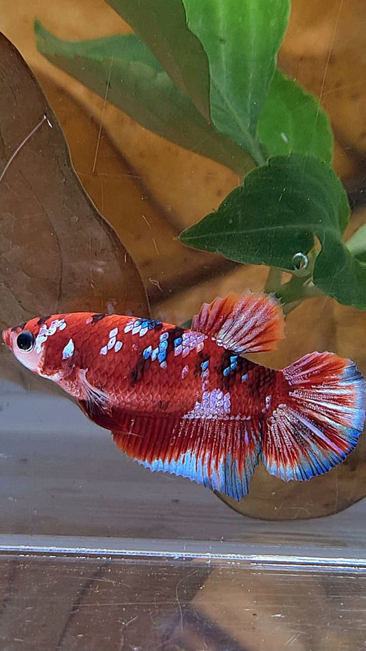 FEMALE HALFMOON BARONGSAI RED WHITE GALAXY MULTICOLOR BETTA FISH