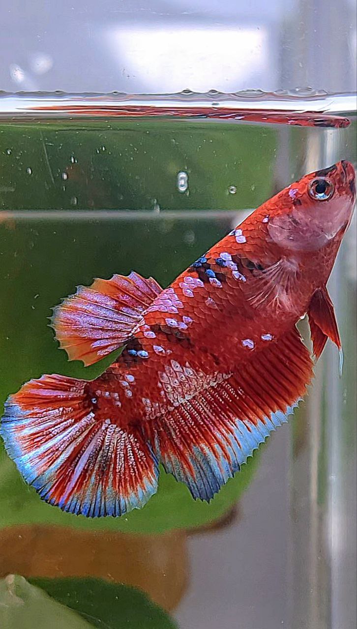 FEMALE HALFMOON BARONGSAI RED WHITE GALAXY MULTICOLOR BETTA FISH