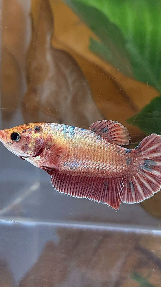 XL FEMALE PLAKAT ROSEGOLD COPPER DOTS FANCY BETTA FISH