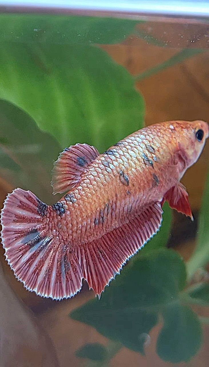 XL FEMALE PLAKAT ROSEGOLD COPPER DOTS FANCY BETTA FISH