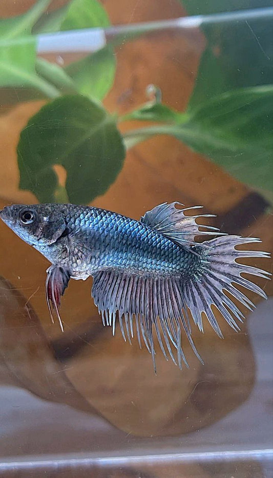 FEMALE KING CROWNTAIL COPPER BETTA FISH