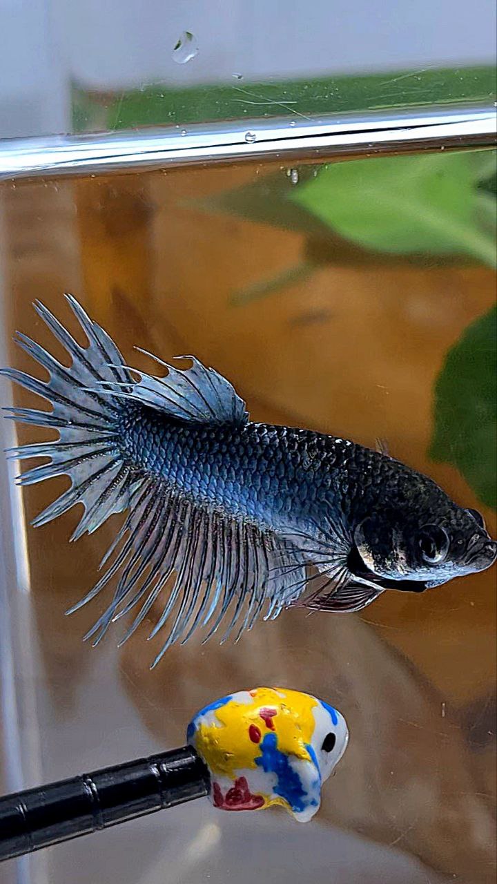 FEMALE KING CROWNTAIL COPPER BETTA FISH