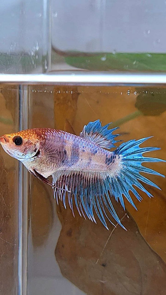 FEMALE CROWNTAIL FANCY BLUE PURPLE BETTA FISH