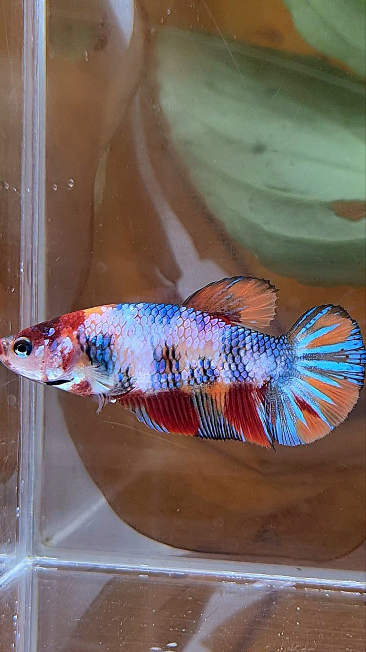 XL FEMALE PLAKAT CANDY MULTICOLOR BETTA FISH