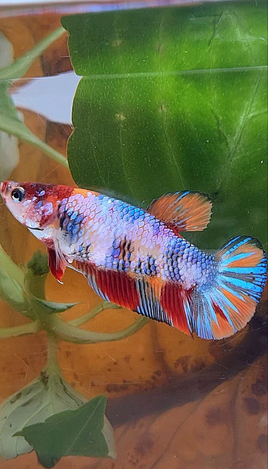 XL FEMALE PLAKAT CANDY MULTICOLOR BETTA FISH