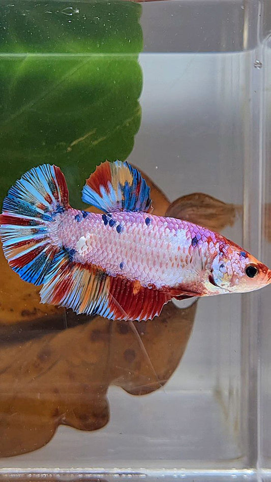 XL FEMALE PLAKAT PINK CANDY RAINBOW MULTICOLOR BETTA FISH
