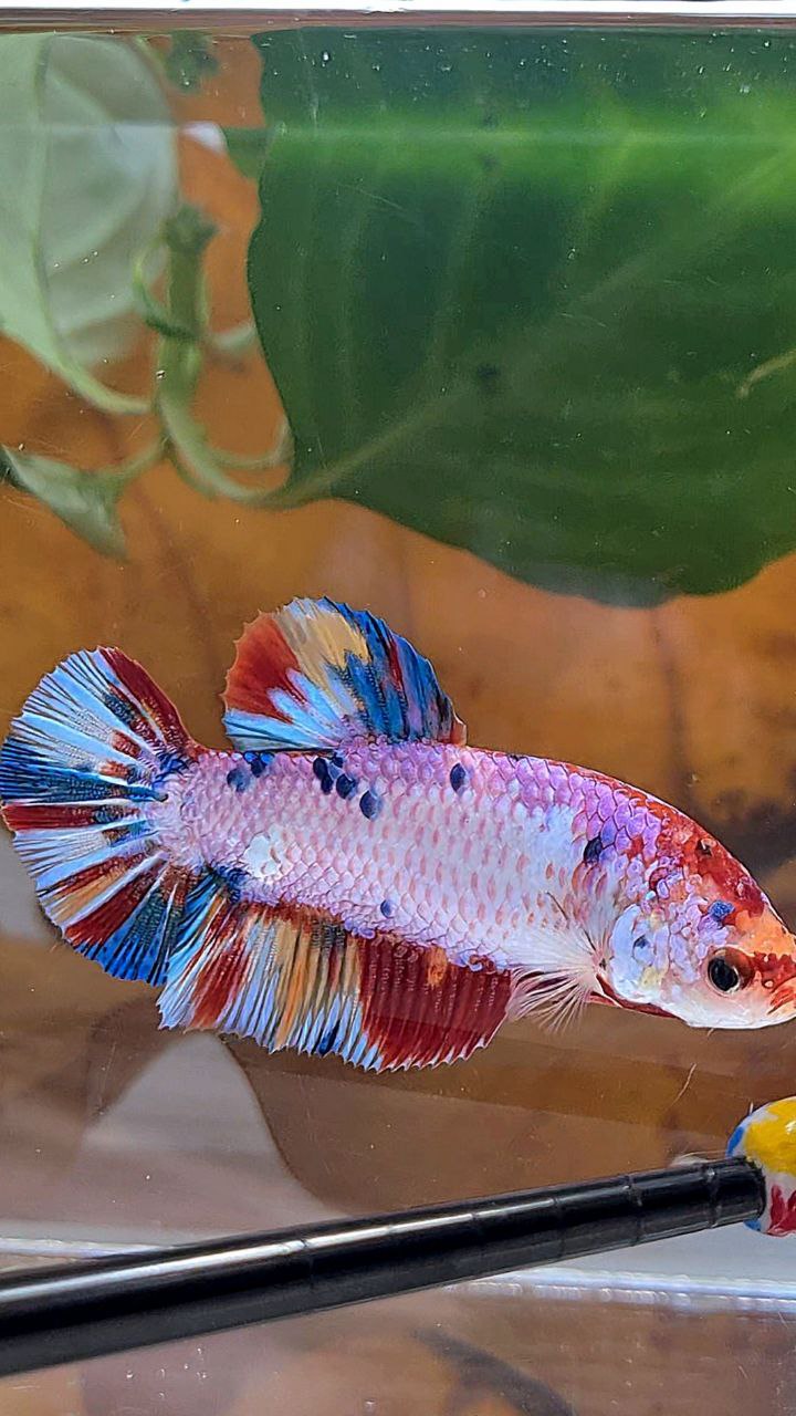 XL FEMALE PLAKAT PINK CANDY RAINBOW MULTICOLOR BETTA FISH