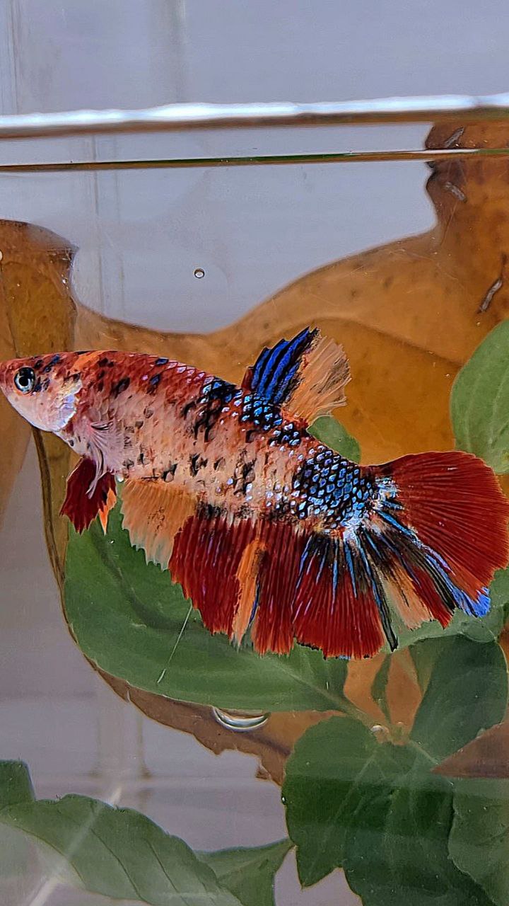 XL FEMALE HALFMOON ORANGE METTALIC MULTICOLOR BETTA FISH
