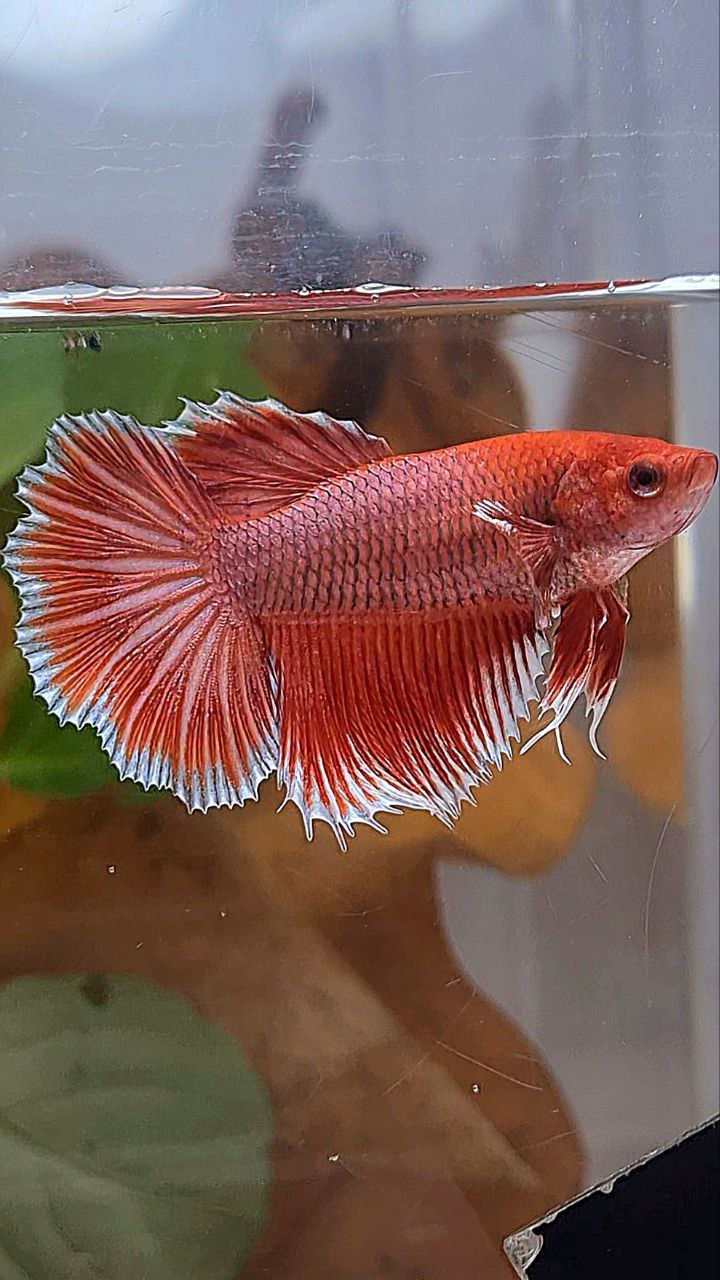 XL HALFMOON ROSETAIL BIG EAR ORANGE PINEAPPLE BETTA FISH
