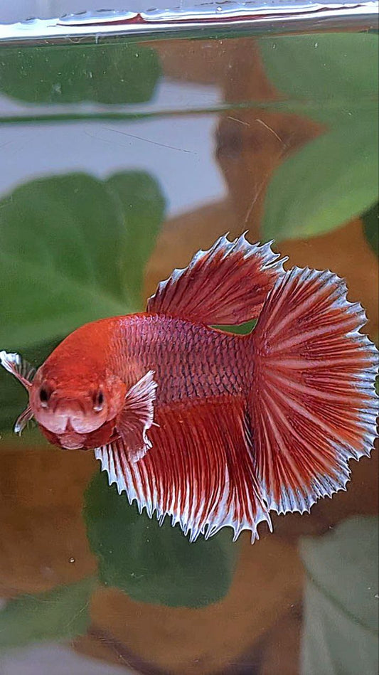 XL HALFMOON ROSETAIL BIG EAR ORANGE PINEAPPLE BETTA FISH