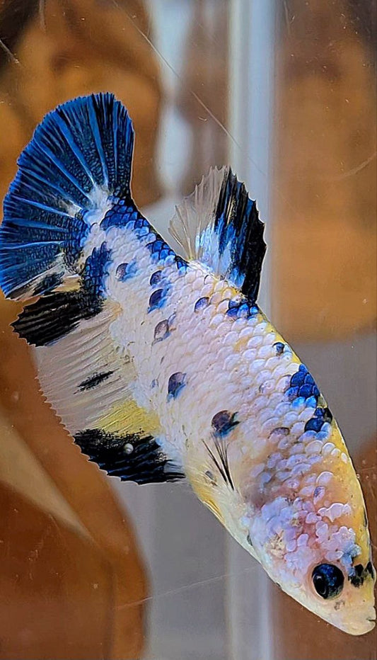 XL FEMALE PLAKAT WHITE CANDY YELLOW MULTICOLOR BETTA FISH