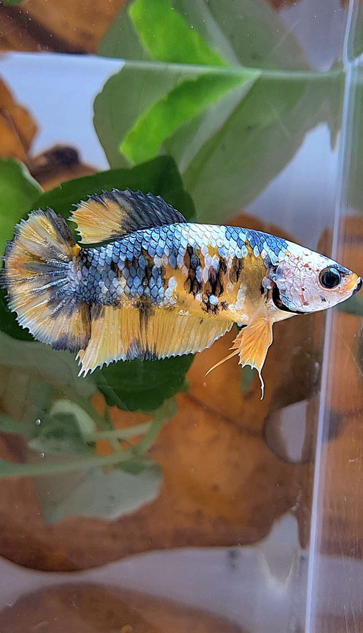 FEMALE PLAKAT YELLOW FANCY COPPER MULTICOLOR BETTA FISH