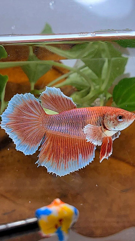 XL FEMALE HALFMOON BIG EAR ORANGE PINEAPPLE BETTA FISH