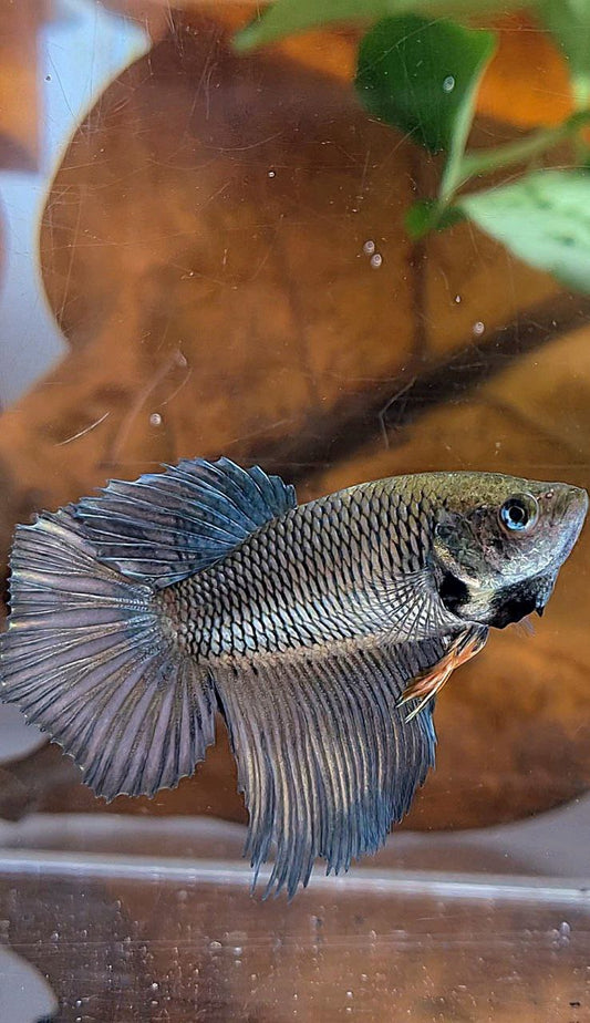 XL FEMALE HALFMOON COPPER YELLOW BETTA FISH