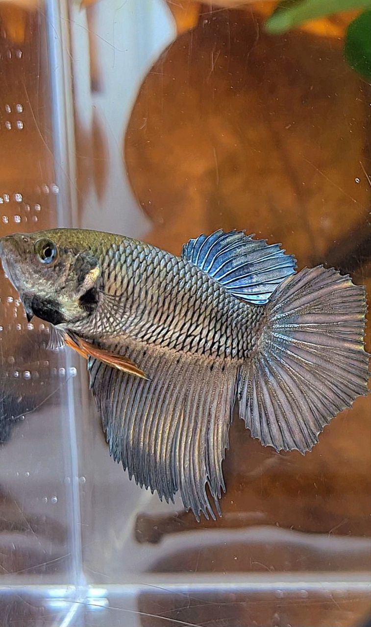 XL FEMALE HALFMOON COPPER YELLOW BETTA FISH
