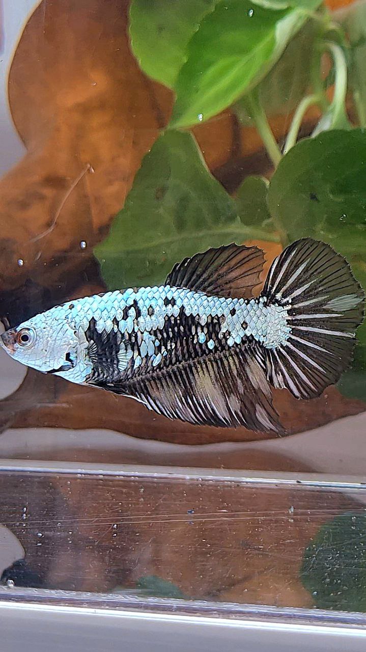 FEMALE HALFMOON BLACK SAMURAI YELLOW WASH BETTA FISH