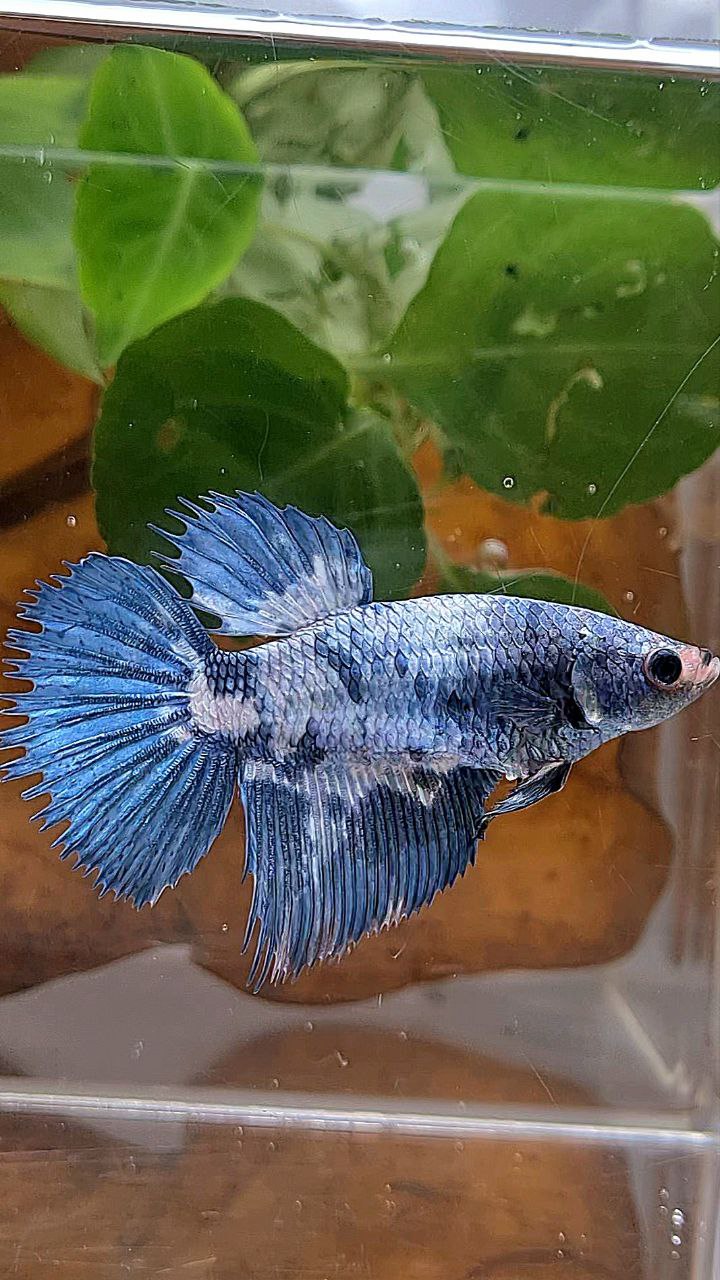 XL FEMALE CROWNTAIL HALFMOON BLUE MARBLE BETTA FISH