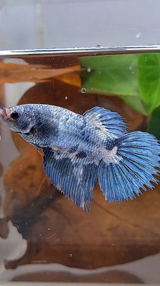 XL FEMALE CROWNTAIL HALFMOON BLUE MARBLE BETTA FISH