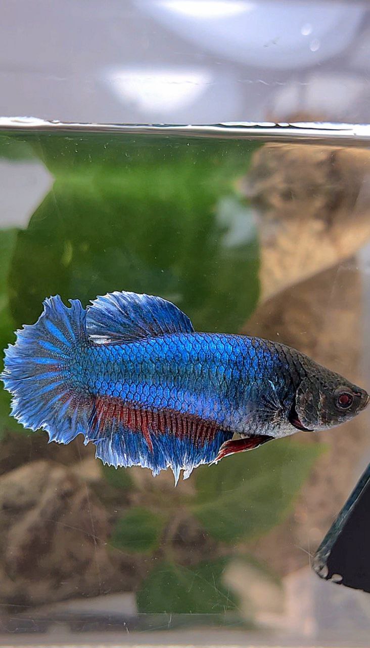 XL FEMALE HALFMOON FEATHER TAIL BLUE BETTA FISH
