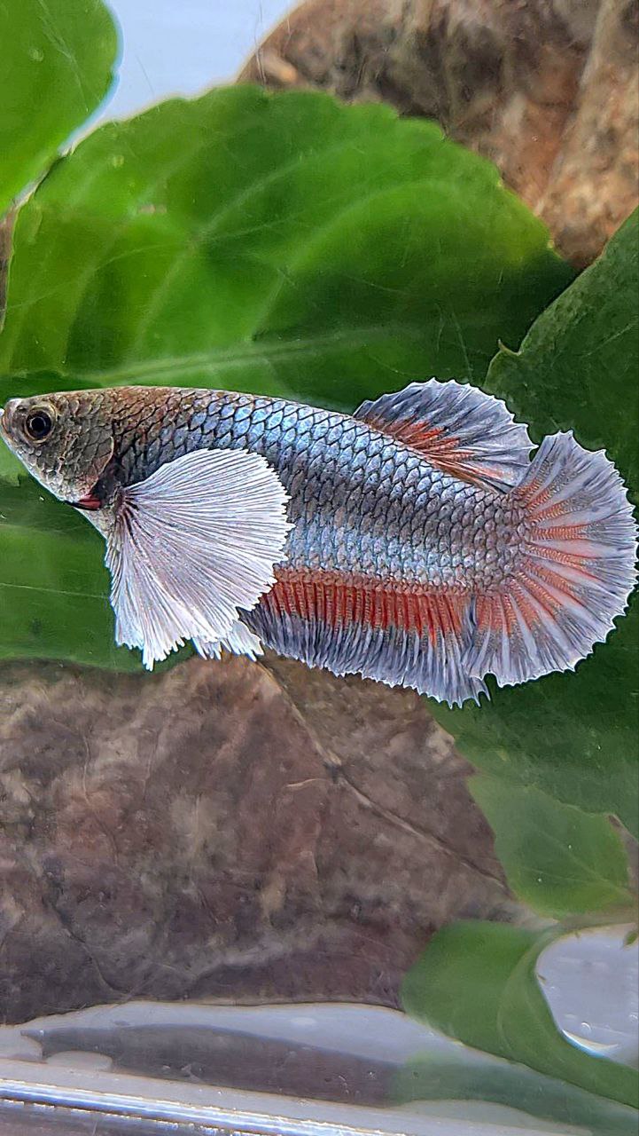 XL FEMALE PLAKAT SUPER DUMBO EAR COPPER BETTA FISH