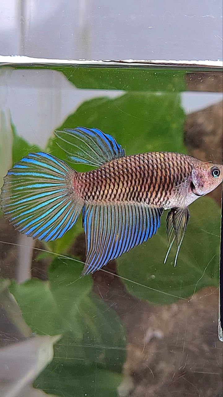 FEMALE VEILTAIL DARK METTALIC BETTA FISH