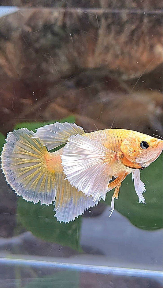 LUXURY FEMALE HALFMOON DUMBO EAR GOLDEN BETTA FISH