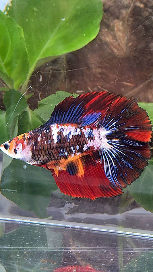 LUXURY XL HALFMOON DOUBLE TAIL SUPER FANCY MULTICOLOR BETTA FISH