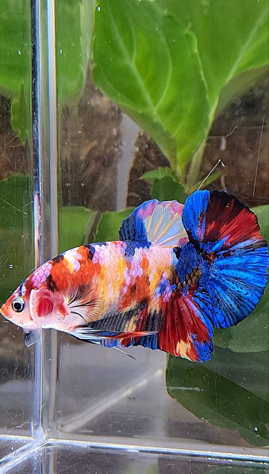 PLAKAT SUPER GALAXY MULTICOLOR BETTA FISH